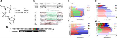 Structure-activity relationship study of mesyl and busyl phosphoramidate antisense oligonucleotides for unaided and PSMA-mediated uptake into prostate cancer cells